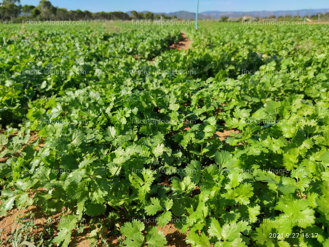 Fotos de Se vende finca agrícola + 5 invernaderos (en funcionamiento). Oportunidad única por jubilación.