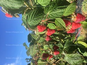 A la venta finca de producción de frambuesas ecológicas