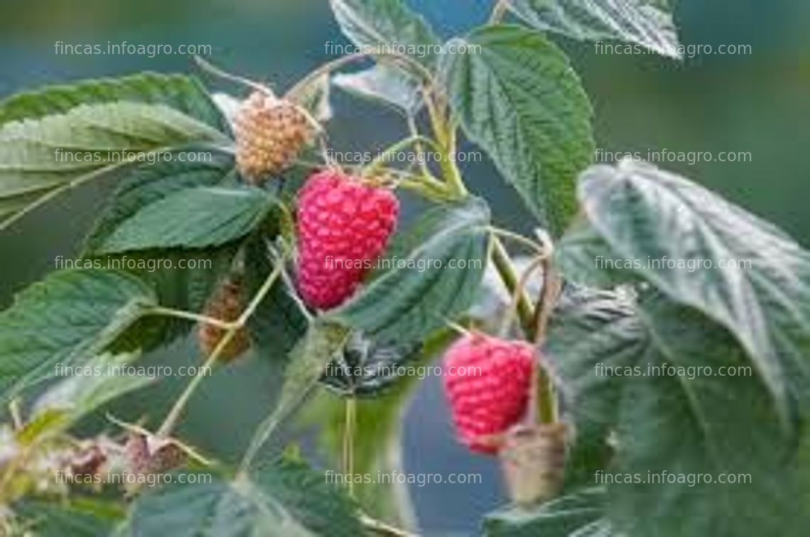 Fotos de A la venta finca de producción de frambuesas ecológicas