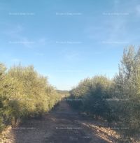 Fotos de En venta  finca de olivos