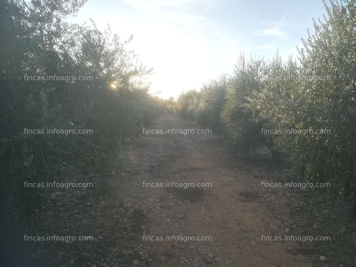 Fotos de En venta  finca de olivos