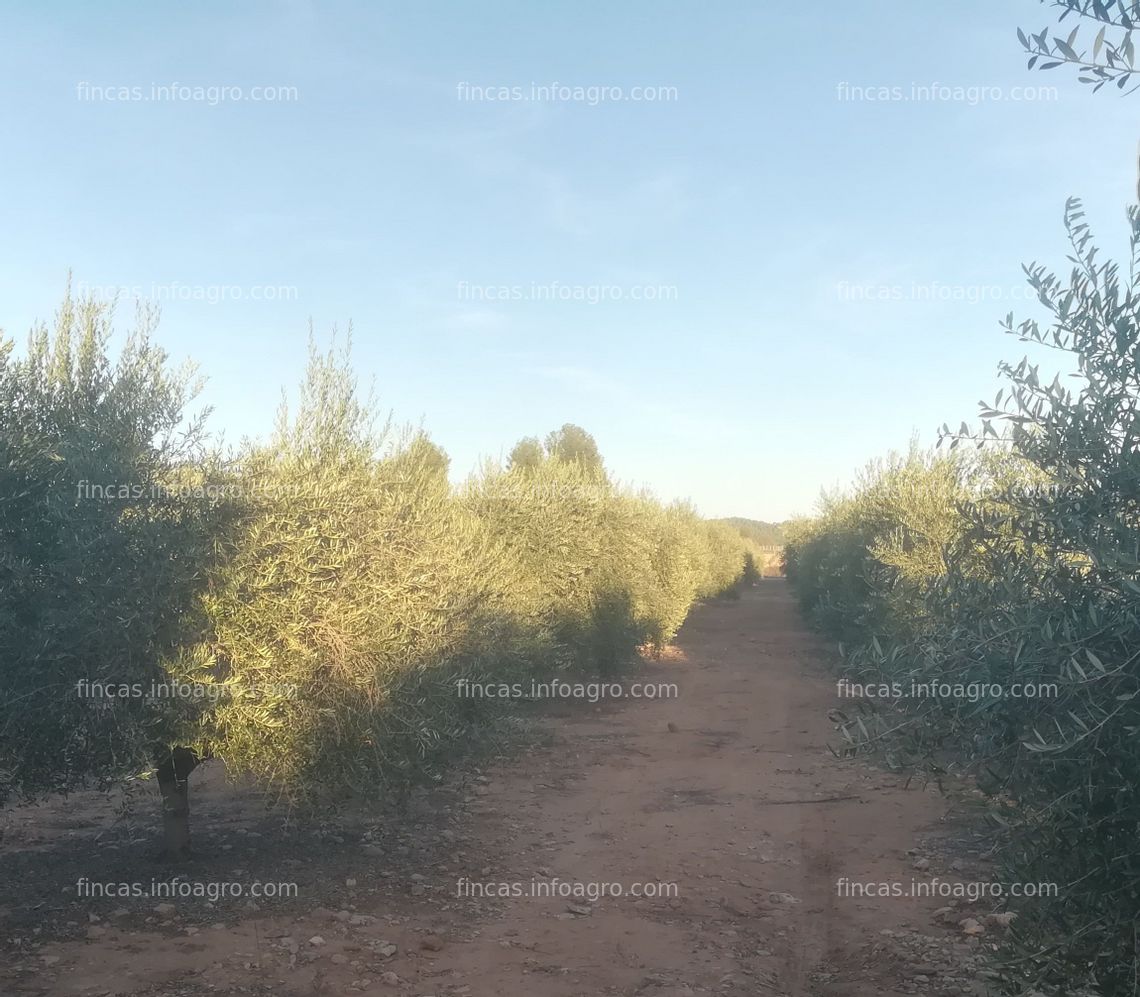 Fotos de En venta  finca de olivos