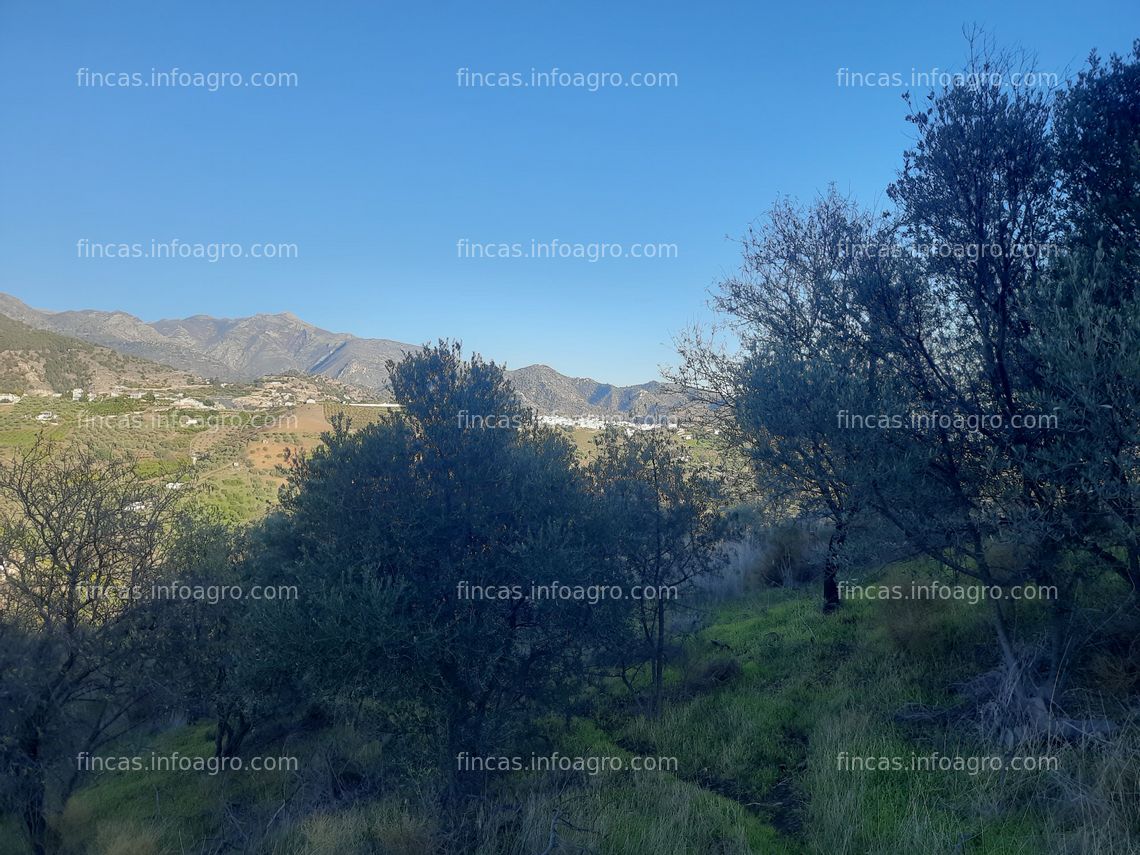 Fotos de Se vende Parcela de regadio en Frigiliana