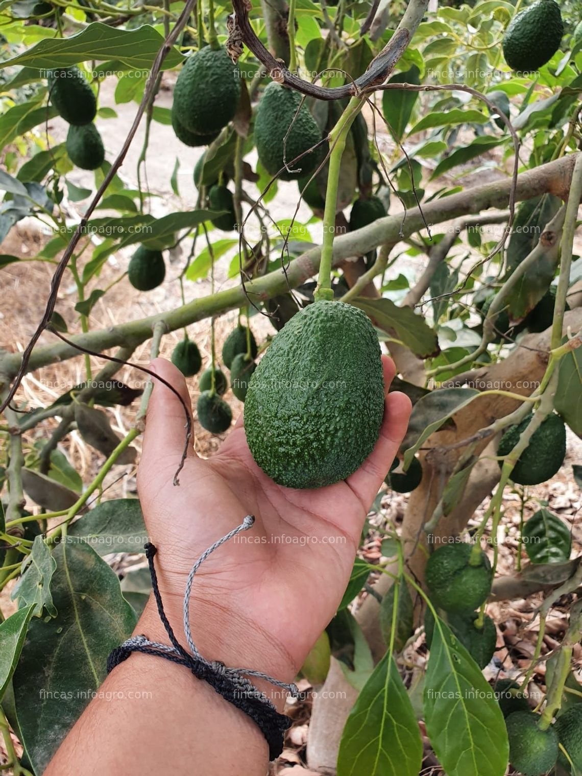 Fotos de A la venta fundo Sta. Margarita ubicado en la ciudad de Huacho 70Ha.