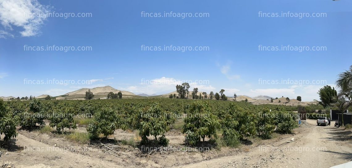 Fotos de A la venta fundo Sta. Margarita ubicado en la ciudad de Huacho 70Ha.