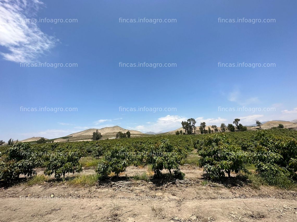 Fotos de A la venta fundo Sta. Margarita ubicado en la ciudad de Huacho 70Ha.