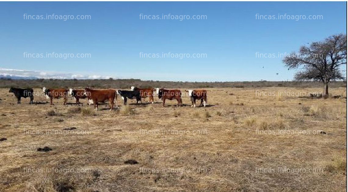 Fotos de En venta  3.170 Has. en la provincia de San Luis en Argentina