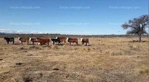 En venta  3.170 Has. en la provincia de San Luis en Argentina