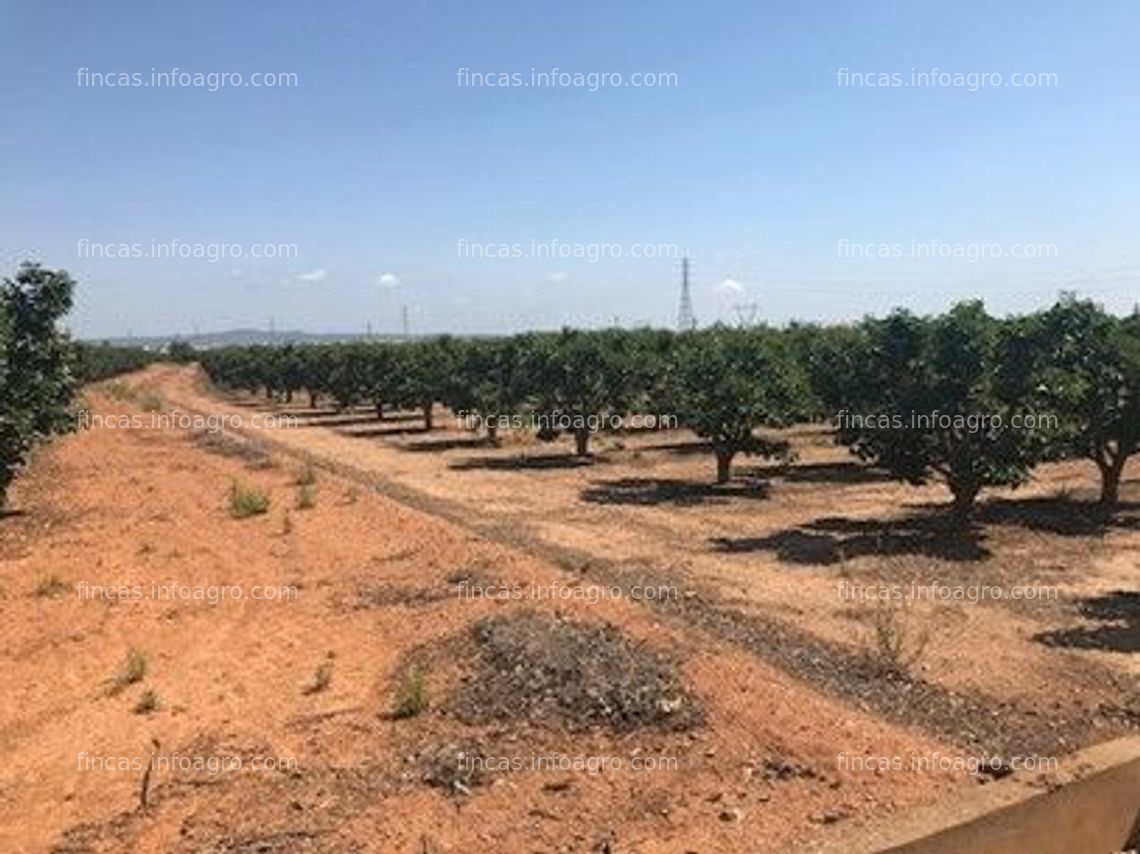 Fotos de Vendo Finca regadio Frutales Caqui, Citricos, Ciruela