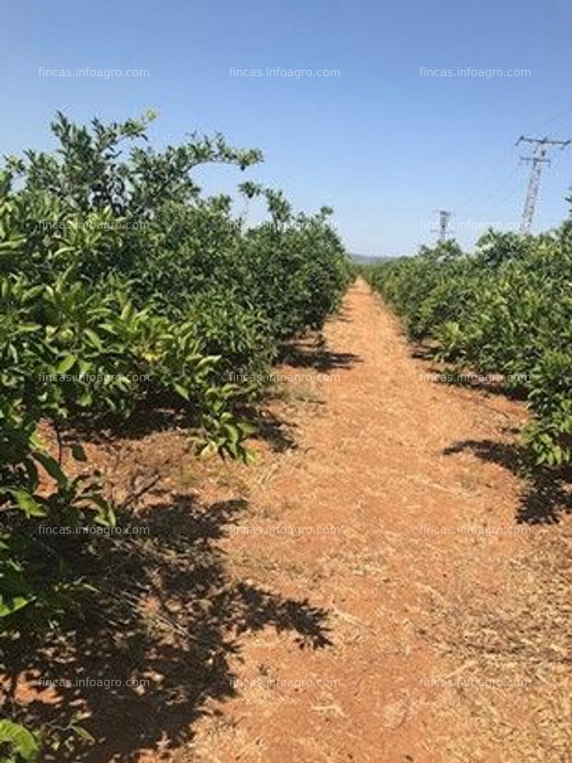 Fotos de Vendo Finca regadio Frutales Caqui, Citricos, Ciruela