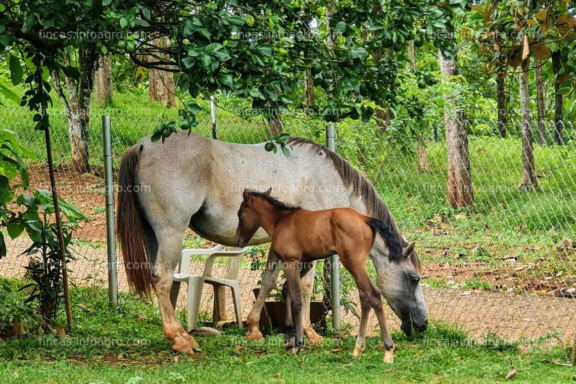 Fotos de Vendo Fincas Tituladas y Segregadas desde $25mil Pago en 25 meses SIN INTERES.