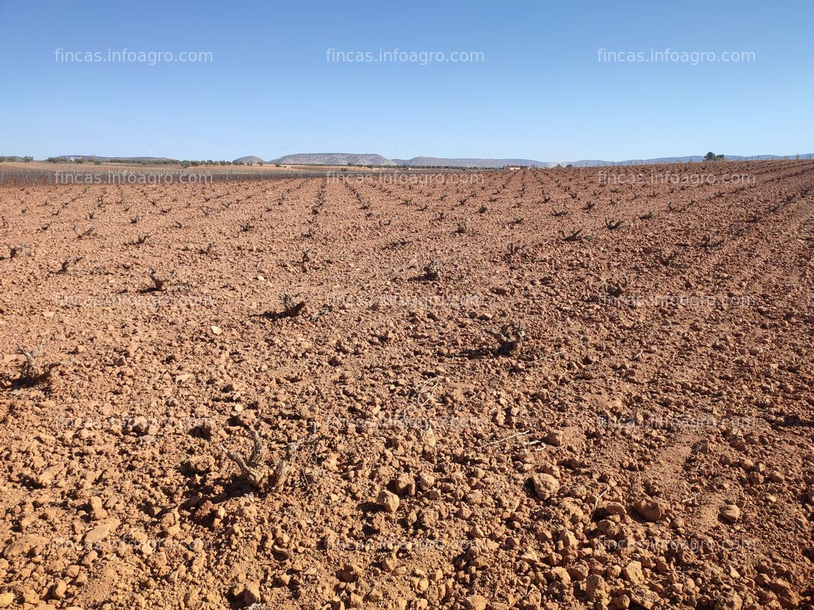 Fotos de En venta  Viña de regadío en Moral de calatrava