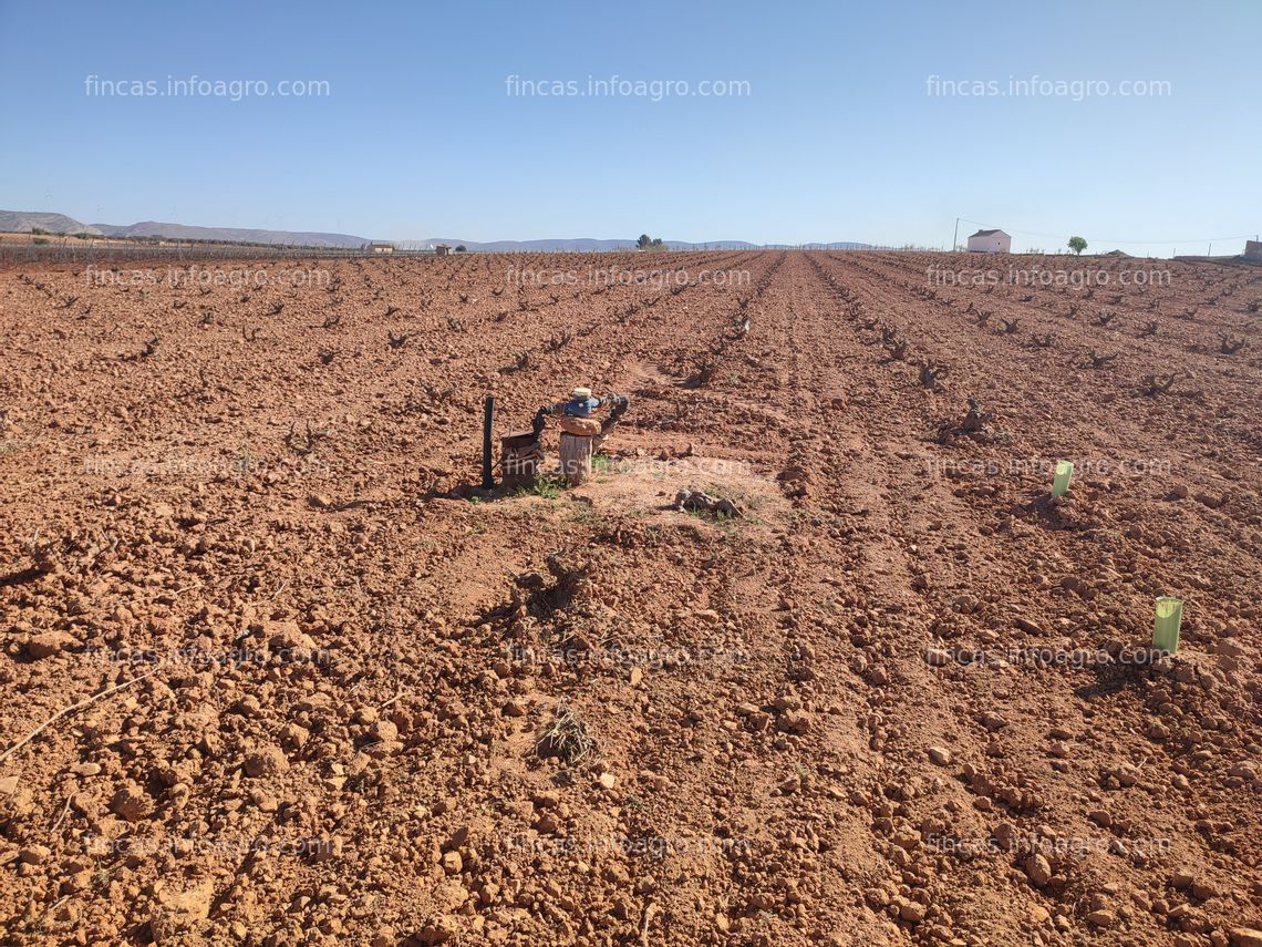 Fotos de En venta  Viña de regadío en Moral de calatrava