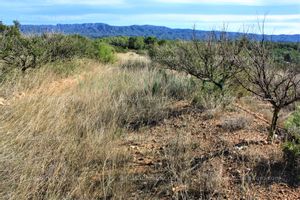 Se vende Finca agrícola con sistema de riego en Tarragona.