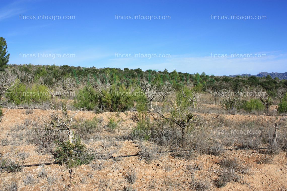 Fotos de Se vende Finca agrícola con sistema de riego en Tarragona.