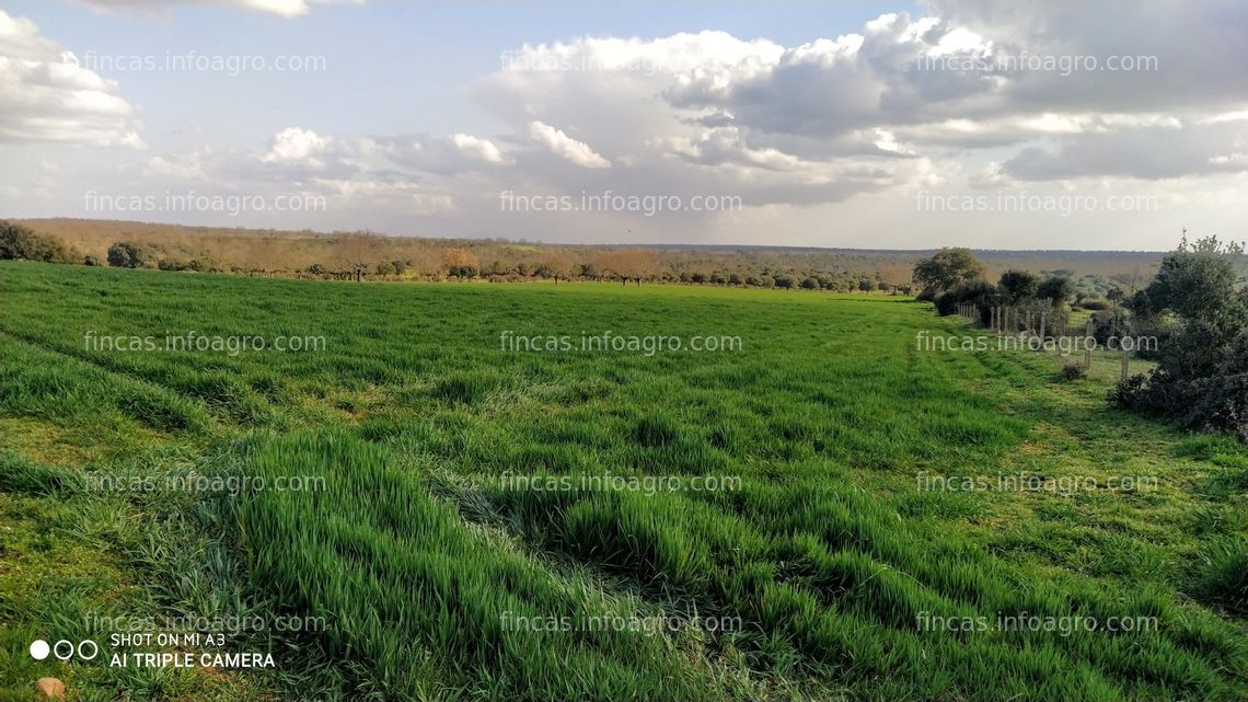 Fotos de En venta  90 hectáreas de pastos con monte