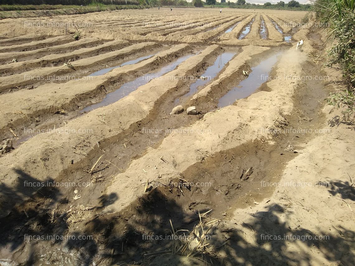 Fotos de Se vende terreno agrícola Nepeña (Huaraico Alto/Santa/Ancash a 500 metros de la Municipalidad de Nepeña)