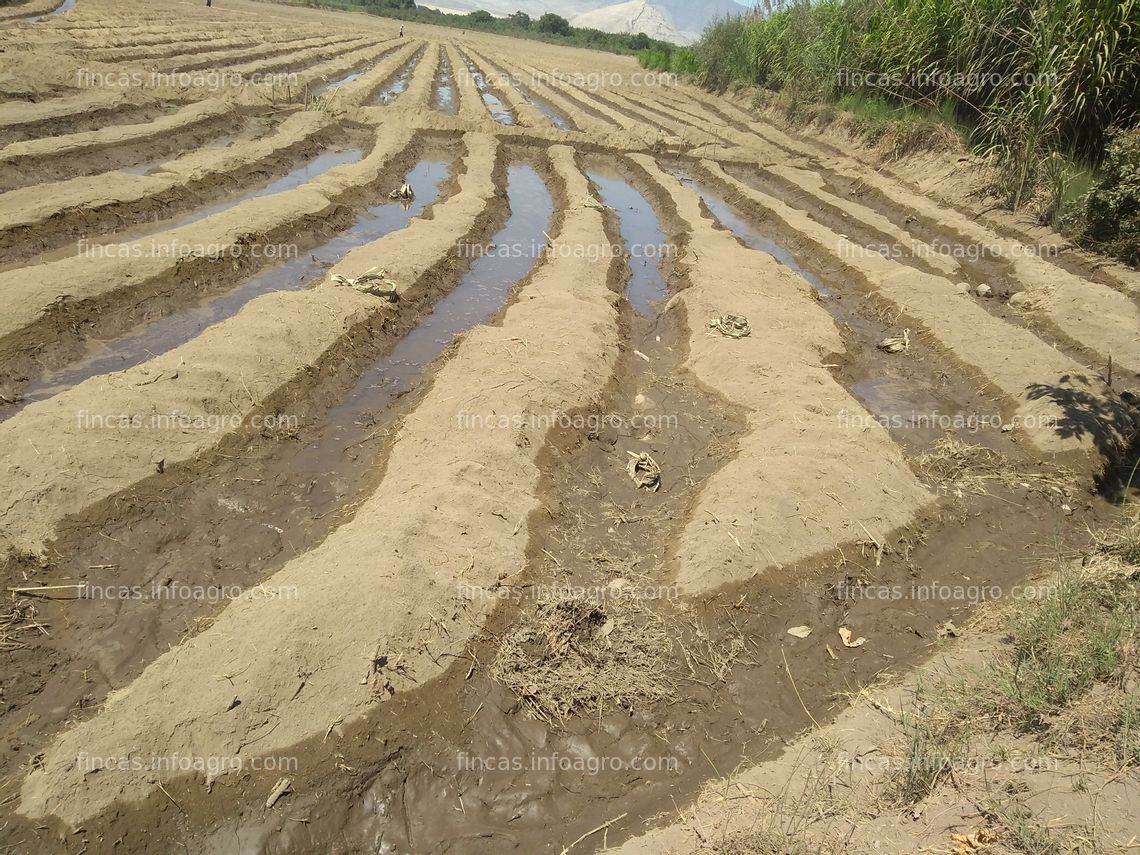 Fotos de Se vende terreno agrícola Nepeña (Huaraico Alto/Santa/Ancash a 500 metros de la Municipalidad de Nepeña)