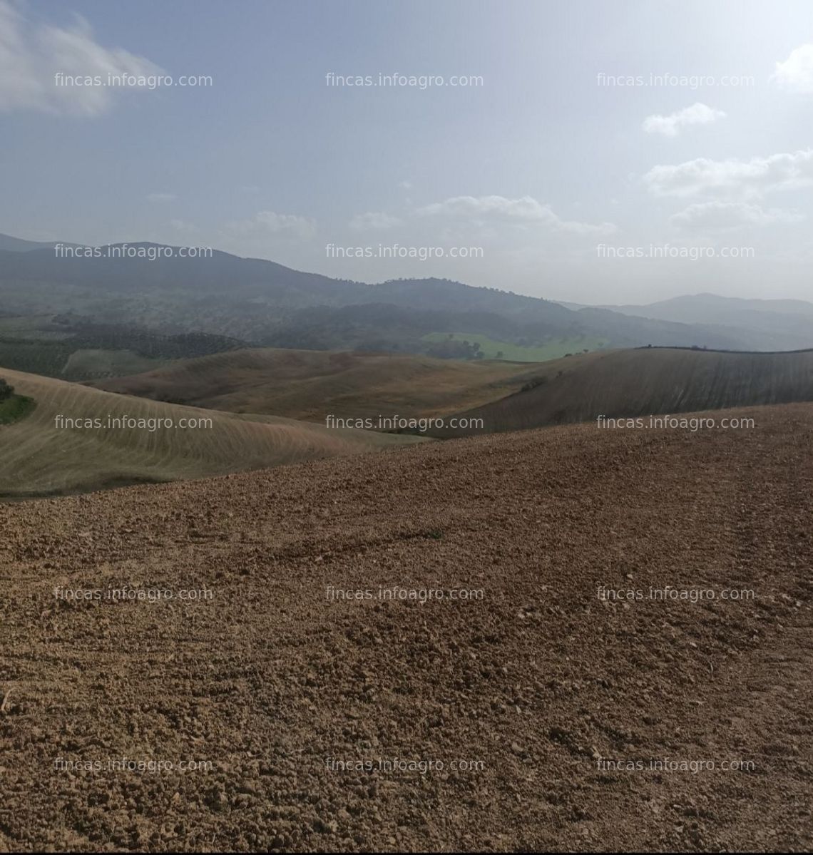 Fotos de A la venta terreno para cultivo