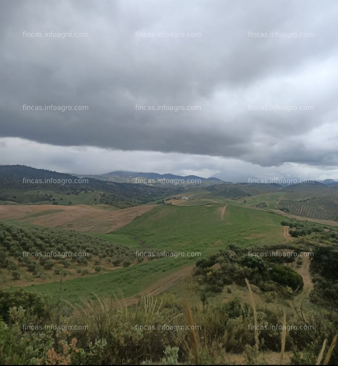 Fotos de A la venta terreno para cultivo