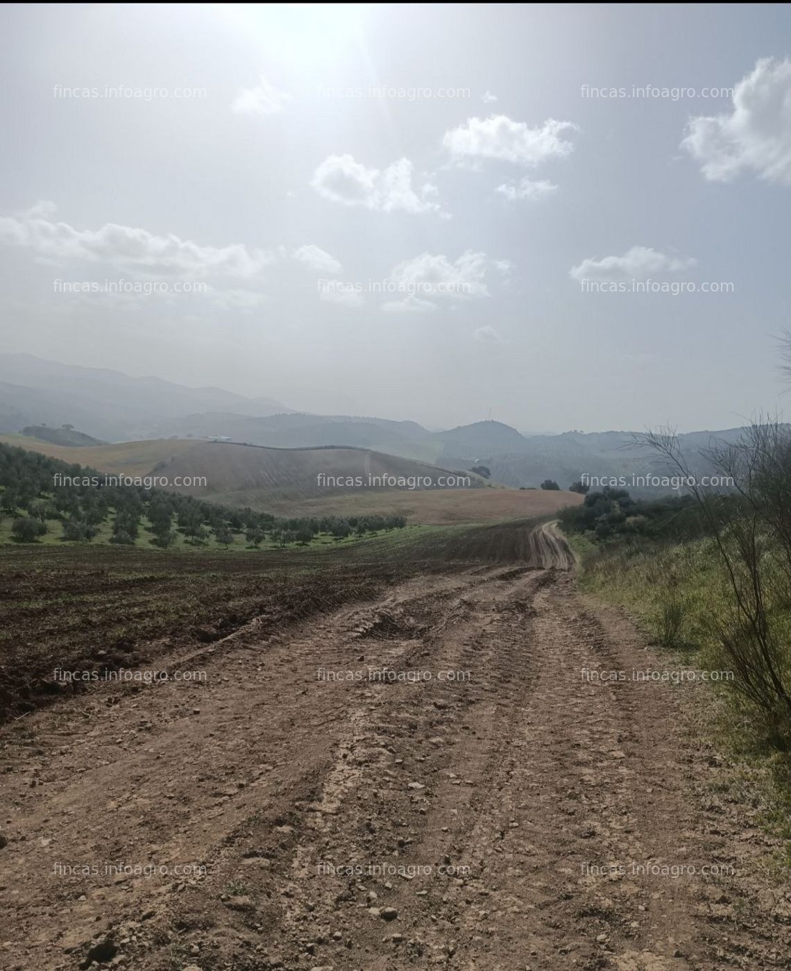 Fotos de A la venta terreno para cultivo