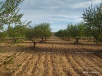 Fotos de A la venta Campos de almendros a pleno rendimiento de producción 