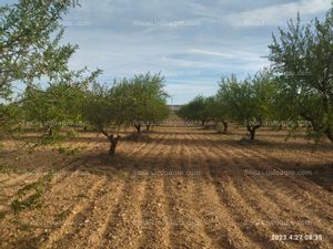 A la venta Campos de almendros a pleno rendimiento de producción 