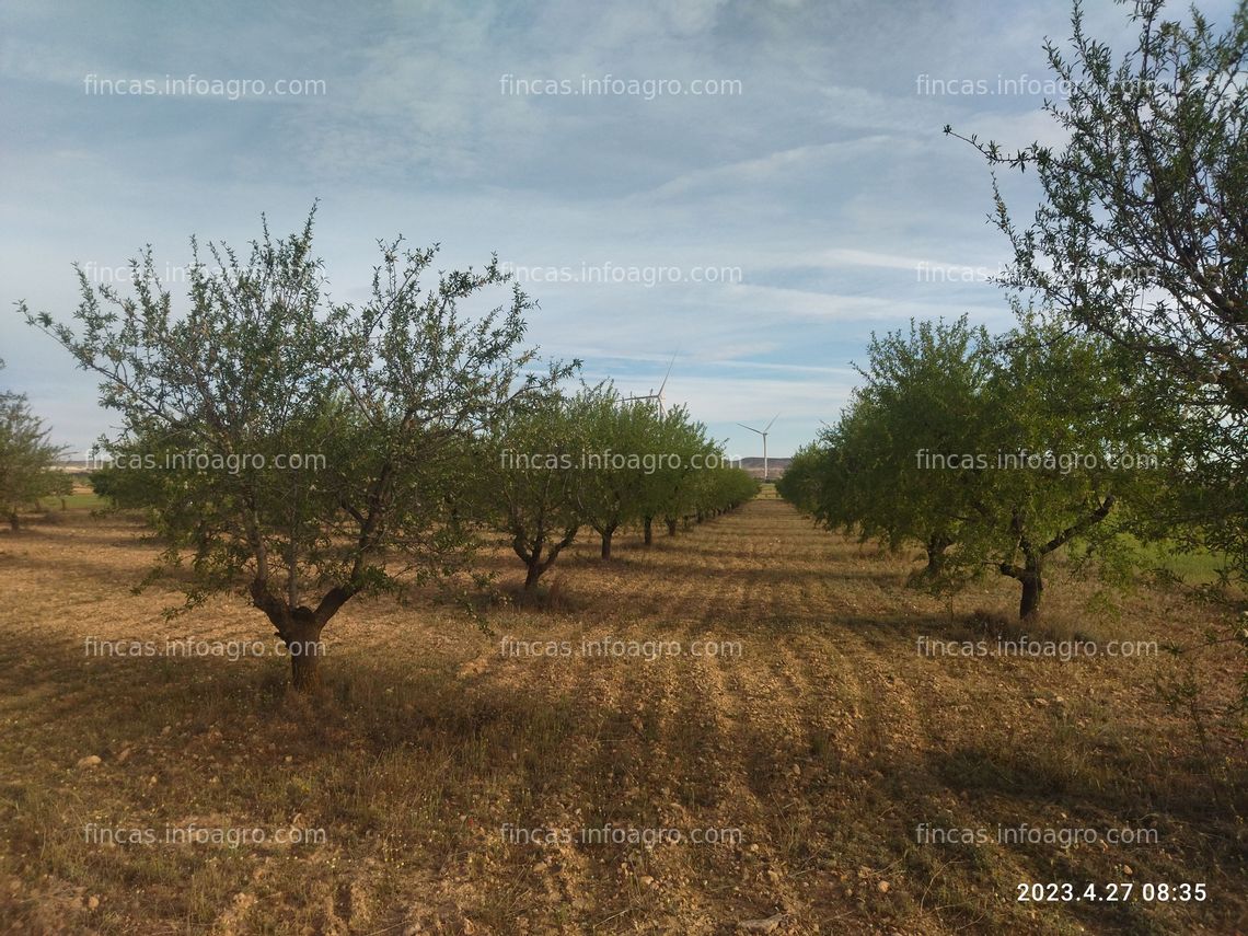 Fotos de A la venta Campos de almendros a pleno rendimiento de producción 