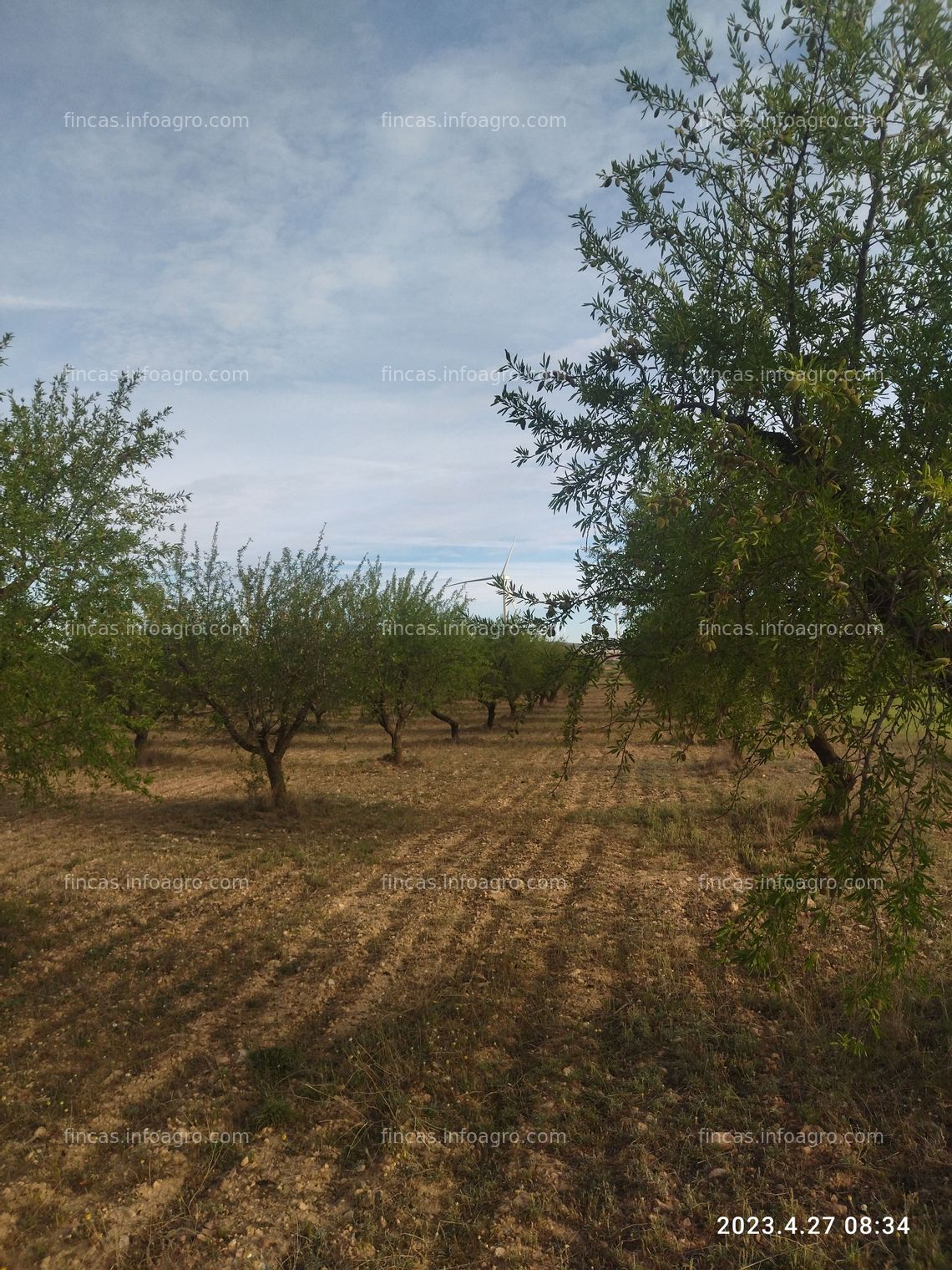 Fotos de A la venta Campos de almendros a pleno rendimiento de producción 