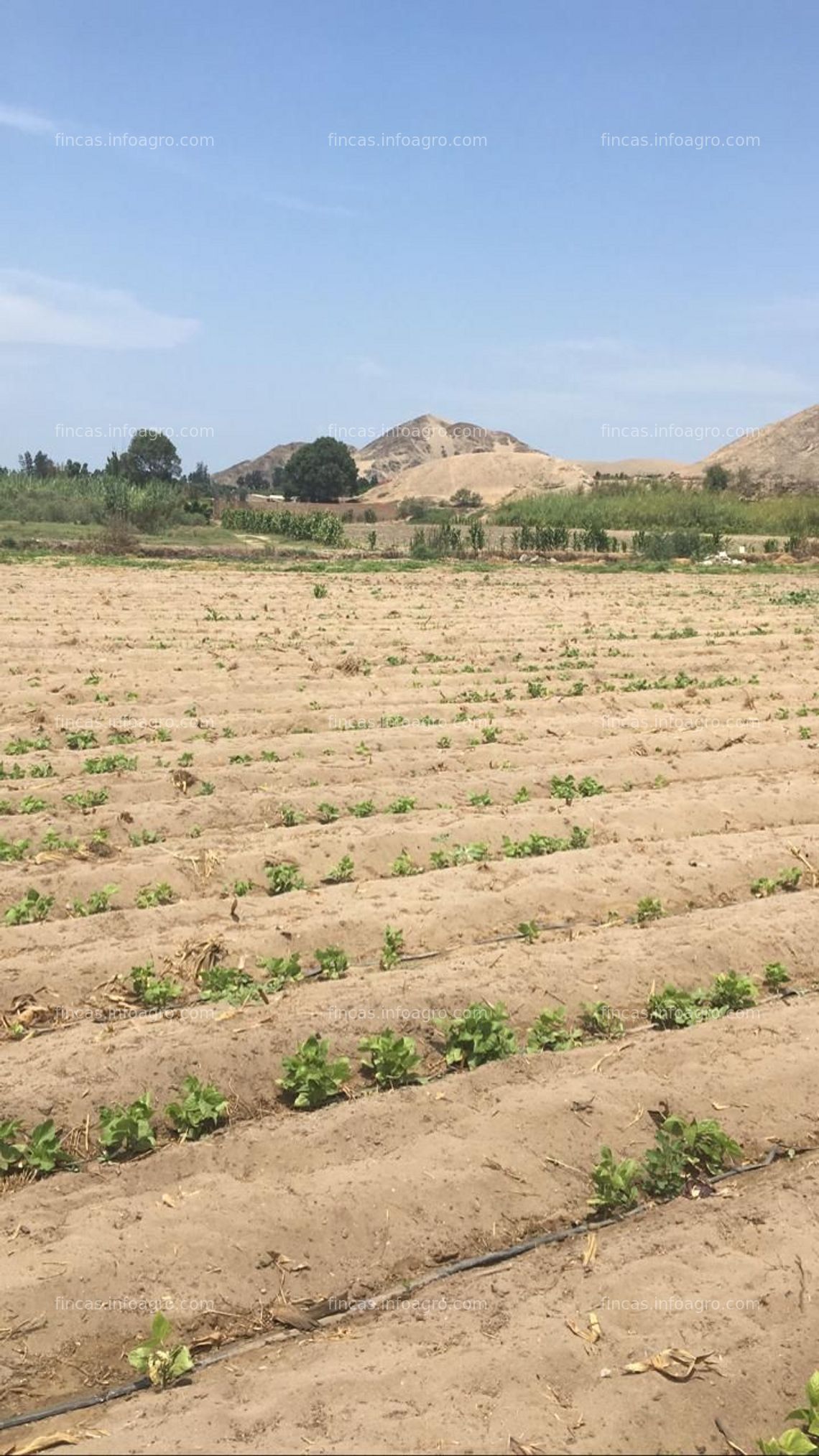 Fotos de A la venta oportunidad en Jayanca La Libertad, 6 hectáreas terreno agrícola