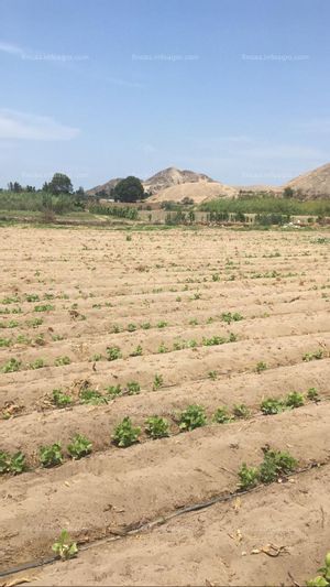 A la venta oportunidad en Jayanca La Libertad, 6 hectáreas terreno agrícola