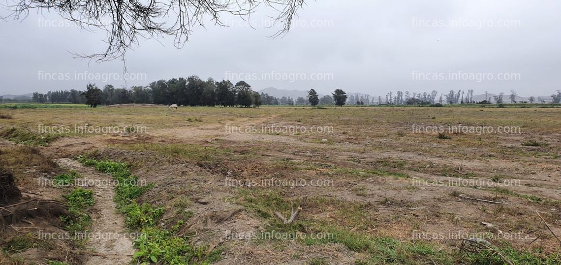 Fotos de A la venta oportunidad en Jayanca La Libertad, 6 hectáreas terreno agrícola