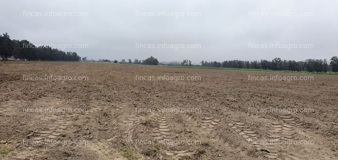 Fotos de A la venta oportunidad en Jayanca La Libertad, 6 hectáreas terreno agrícola