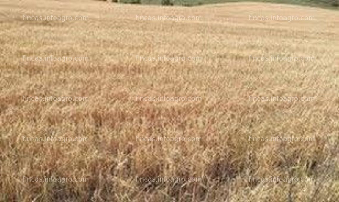 Fotos de Se vende tres fincas de cereal en Alhambra, Ciudad Real