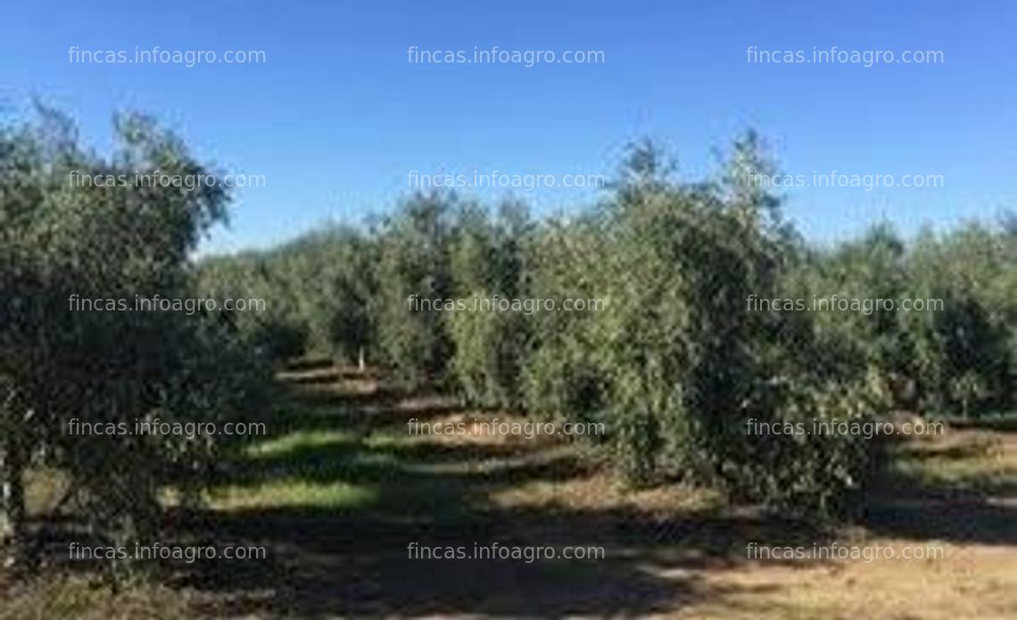 Fotos de Vendo finca de olivar en Valdepeñas, Ciudad Real