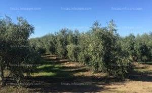 Vendo finca de olivar en Valdepeñas, Ciudad Real