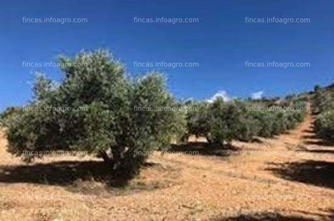 Fotos de A la venta finca de olivar en Valdepeñas, Ciudad Real