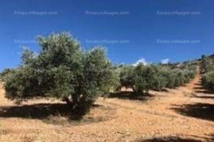 A la venta finca de olivar en Valdepeñas, Ciudad Real