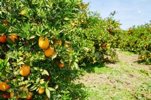 Se vende Parcela rústica con naranjo de variedad tardía