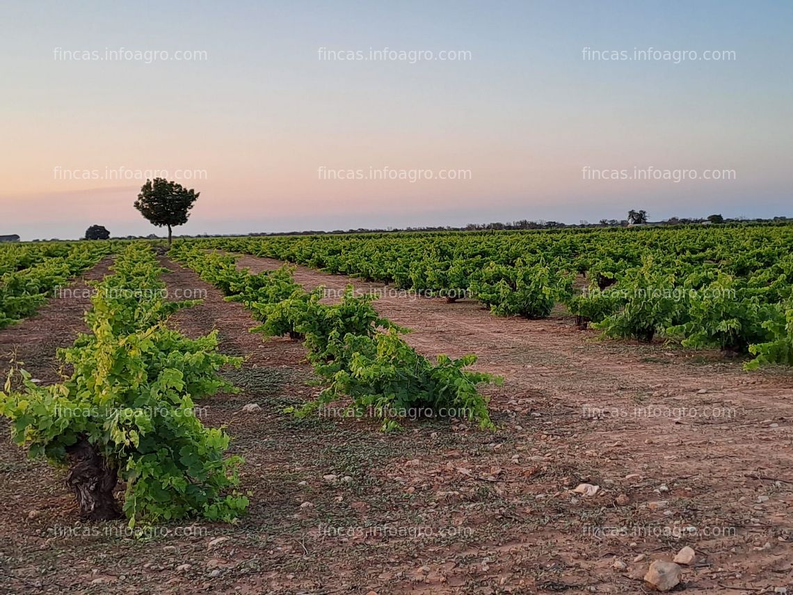 Fotos de En venta  finca de viñedo  ecologica .Ideal para 1 o2 incorporaciones 