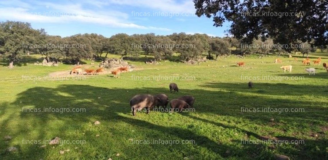 Fotos de Vendo dehesa ganadera en Cardeña,Córdoba