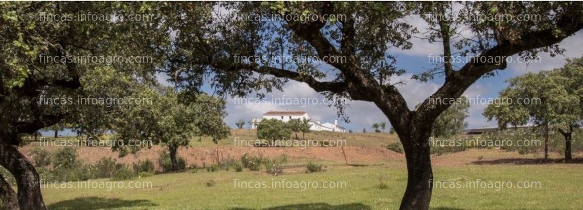 Fotos de A la venta Finca de Dehesa cercana a Sevilla