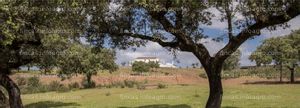 A la venta Finca de Dehesa cercana a Sevilla