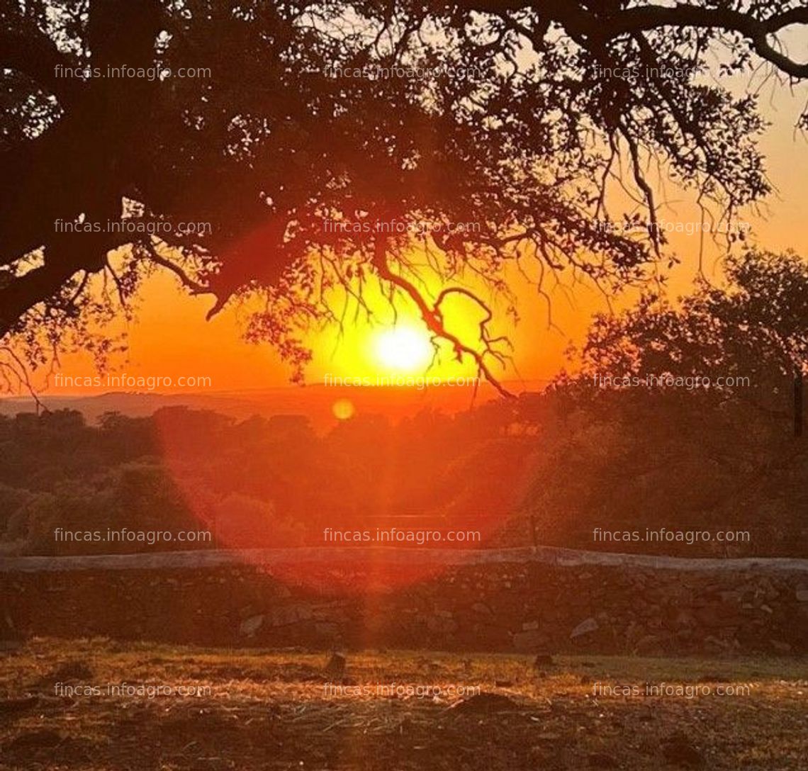 Fotos de A la venta Finca de Dehesa cercana a Sevilla