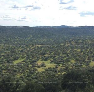 A la venta Finca de Dehesa en la Sierra de Aracena (Cumbres Mayores)