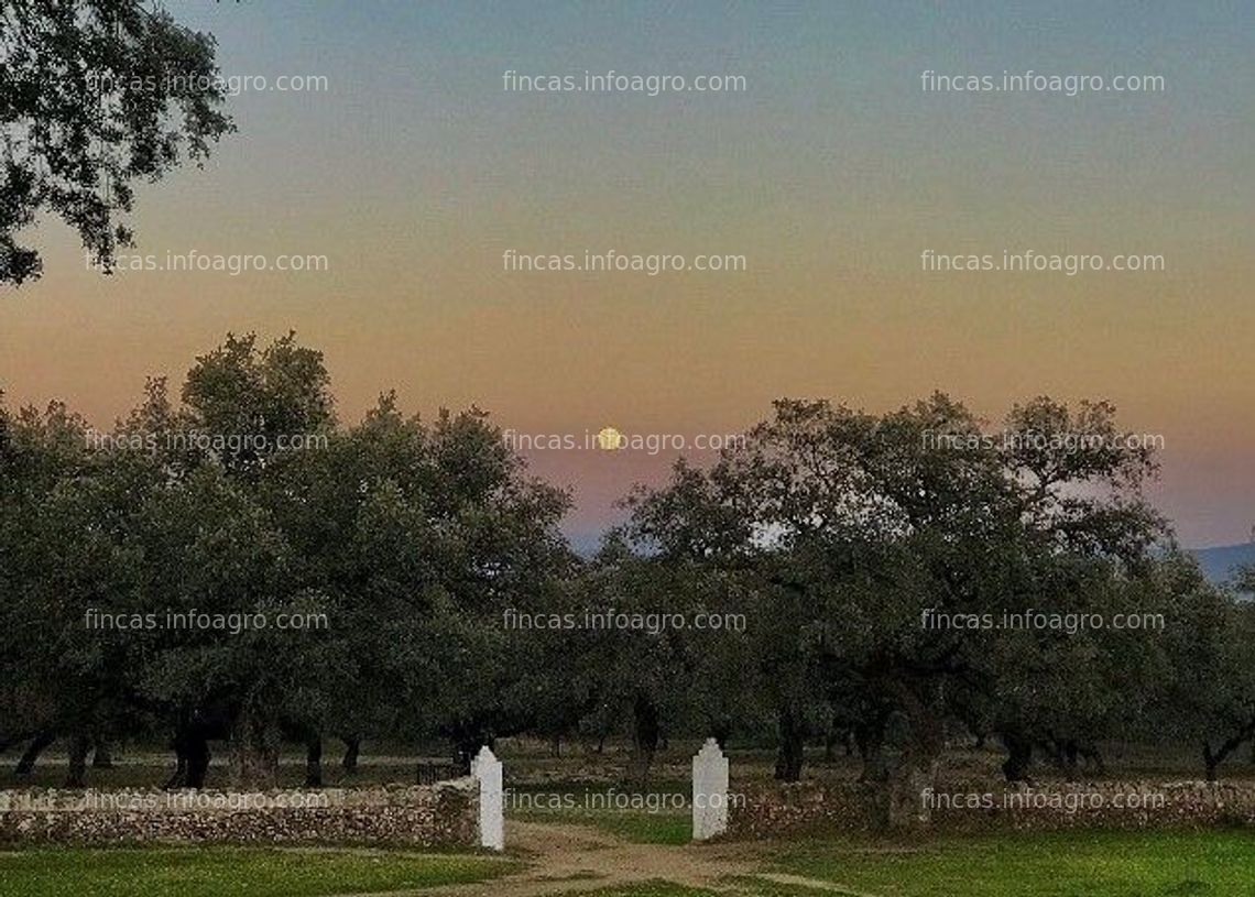 Fotos de A la venta Finca de Dehesa en la Sierra de Aracena (Cumbres Mayores)