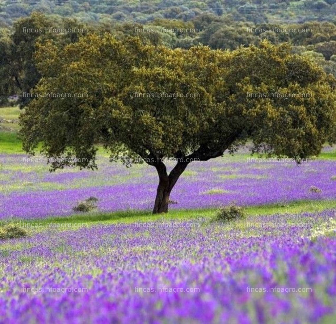 Fotos de Vendo Dehesa entre Sevilla y Aracena