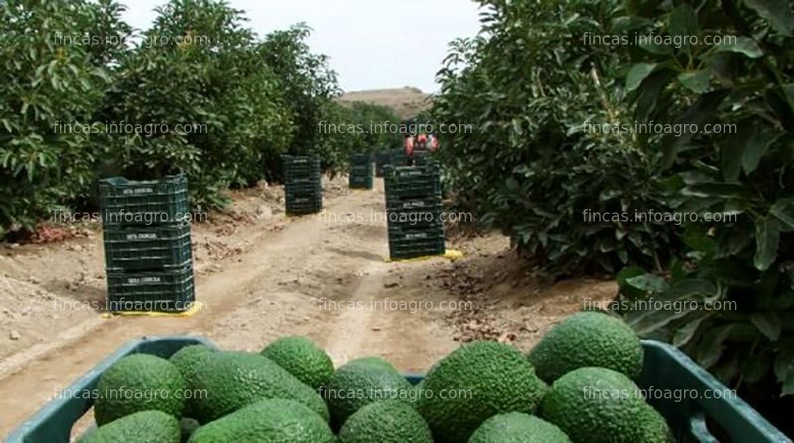 Fotos de En venta  Tierras para sembrar productos de exportacion como la palta