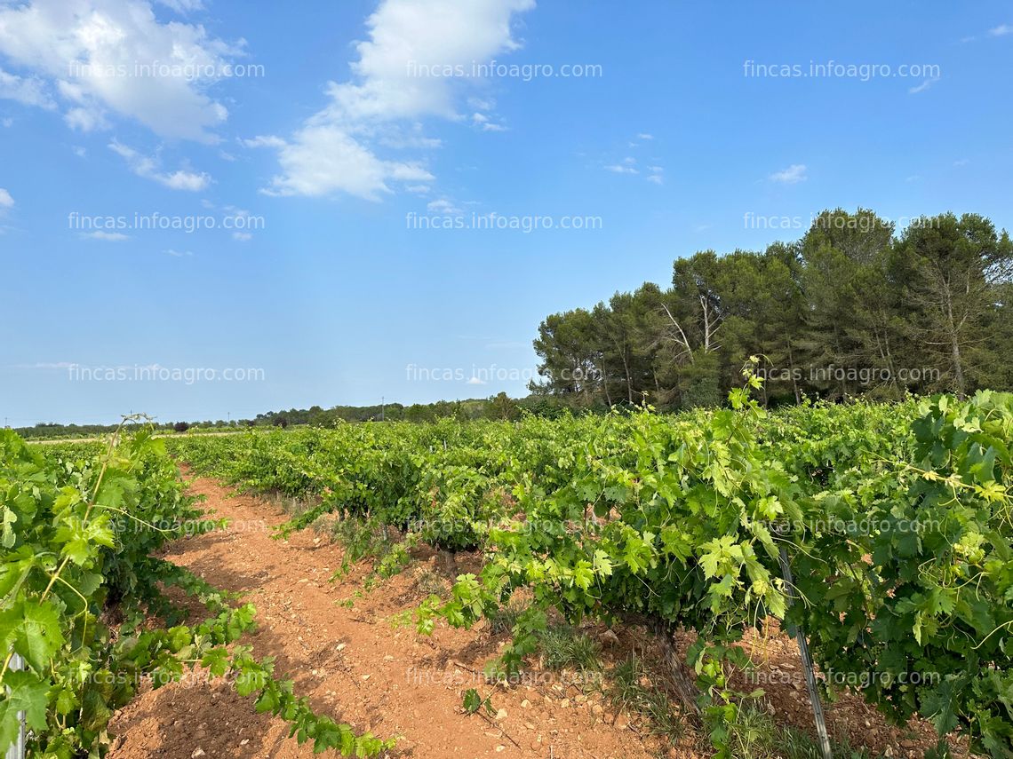 Fotos de Vendo Finca rústica de secano