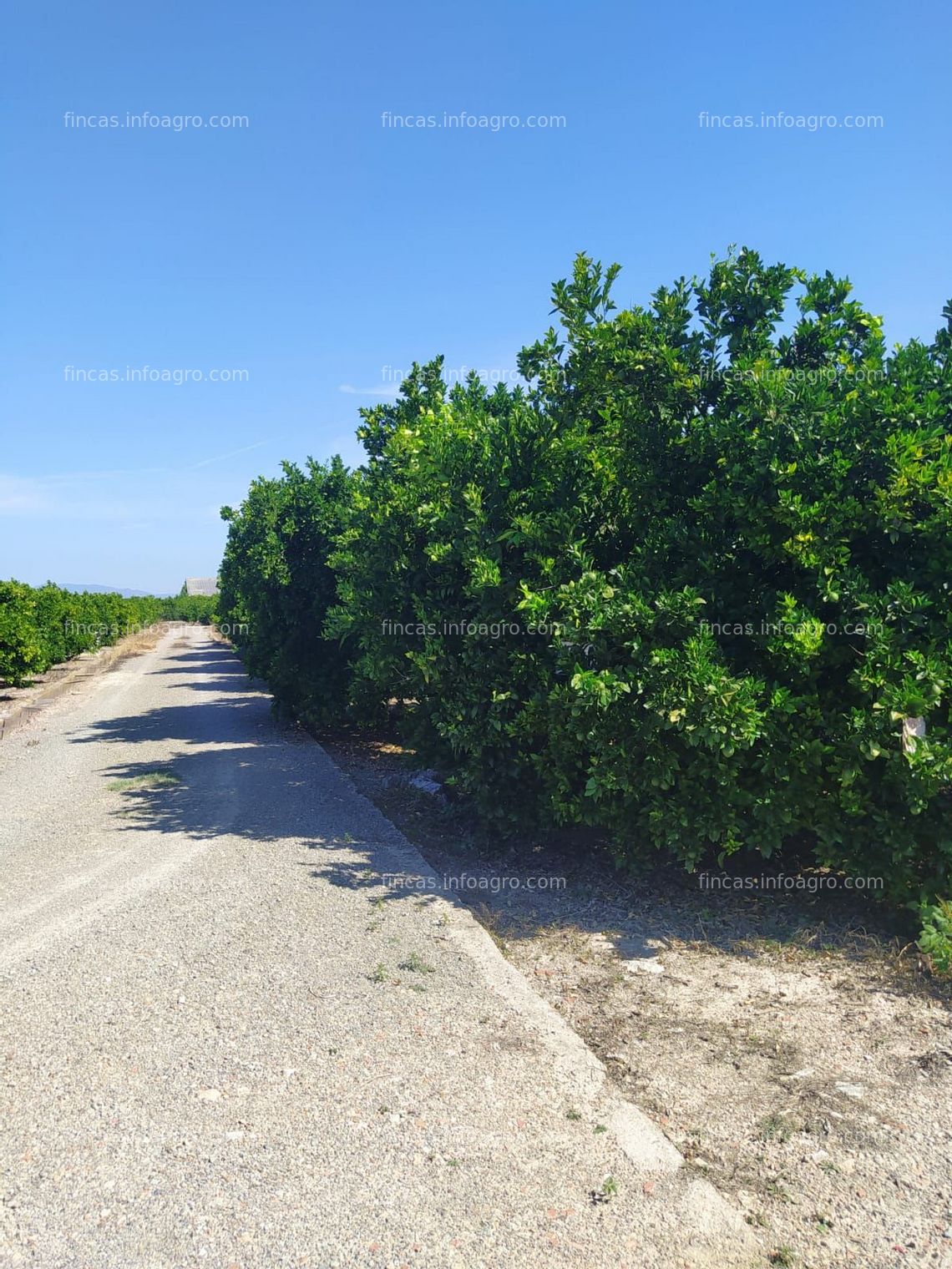 Fotos de Vendo parcelas de naranjos en Ribera del Júcar